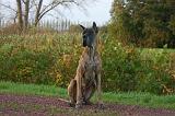 DOGUE ALLEMAND 919